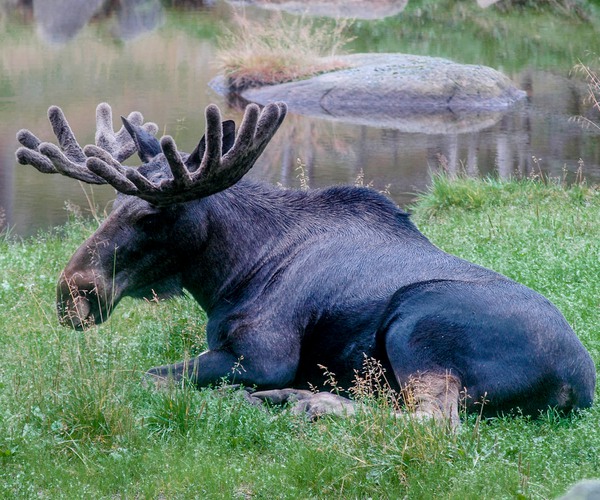 älg som vilar på en gräsyta vid en sjö